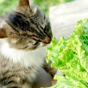 猫能吃莴苣吗？吃了会怎么样？