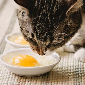 猫咪可以吃生鸡蛋吗？猫能不能吃鸡蛋清？