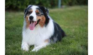 澳大利亚牧羊犬品种知识