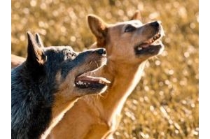 澳洲牧牛犬品种知识