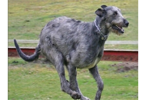 爱尔兰猎狼犬品种知识