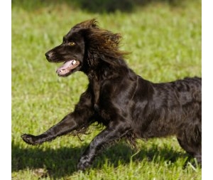 帕金猎犬品种知识