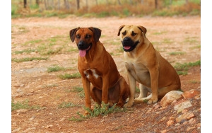 罗得西亚脊背犬品种知识