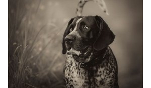 布鲁克浣熊猎犬