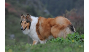 苏格兰牧羊犬品种知识