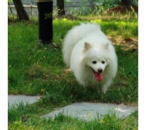 日本狐狸犬品种知识