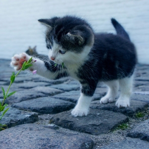 了解猫咪呕吐原因？如何解决