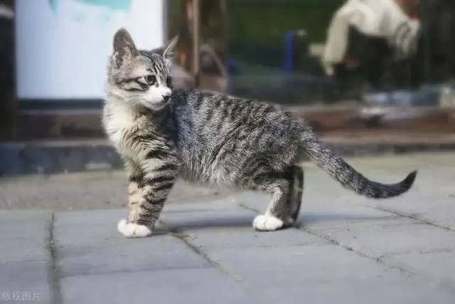 凭什么歧视狸花猫，凭什么狸花猫就得流浪街头？