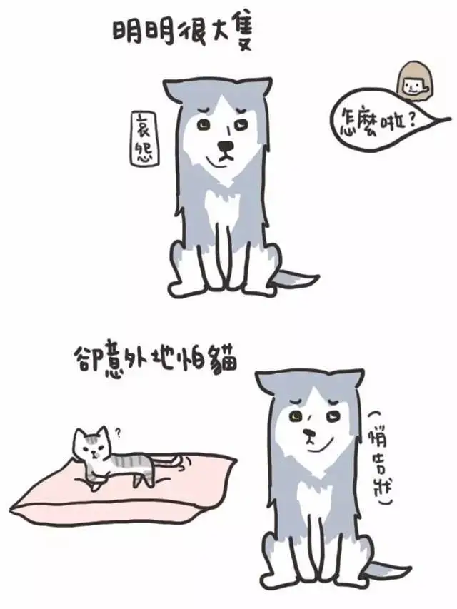 家里养一只大狗有什么好处？看完好感动……
