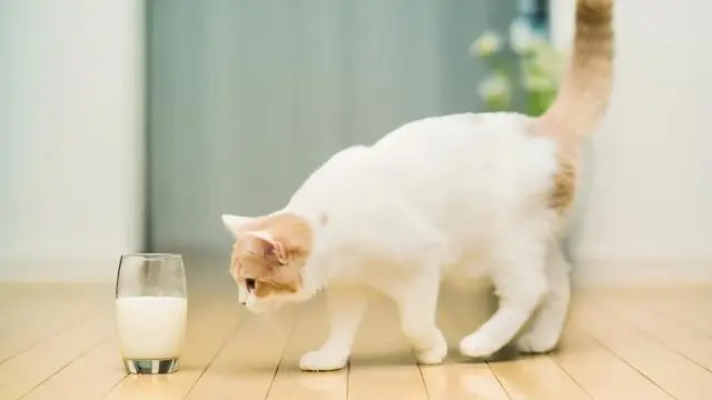 饲养猫咪“最错”的误区，很多人还在犯！