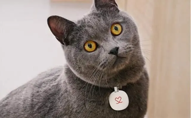 自从养了英国短毛猫后，这几种“疾病”接踵而来！
