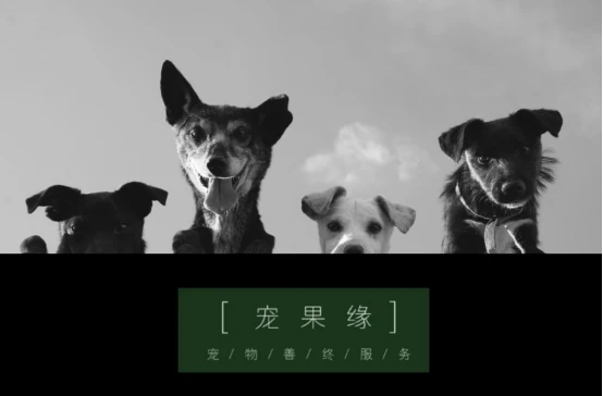 宠物死后怎么进行自我情绪调节？宠果缘这三种方法帮助心理治愈