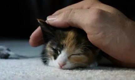 你知道猫最讨厌什么吗？了解猫咪行为方式才能和他们做朋友