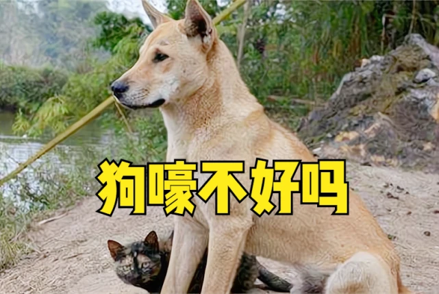 “鬼哭不害怕，狗嚎吓死人”，为何狗嚎感到害怕？通过3种解释就知道