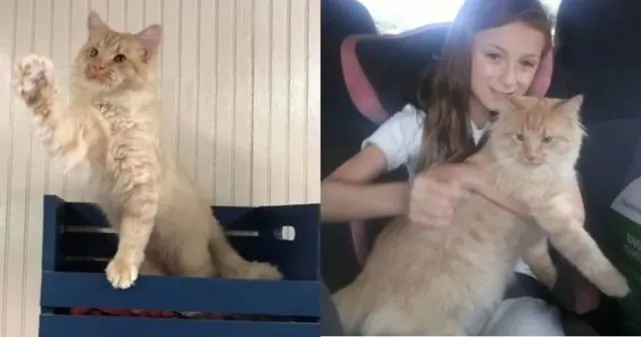 年纪大了就要被抛弃？17岁的三花猫被狠心弃养，满脸忧伤让人心疼