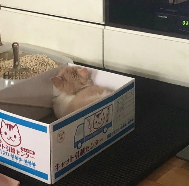 像不像一群小毛球 原来它是活的小猫咪