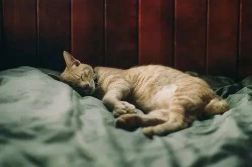 猫咪呕吐莫心急，搞清楚原因再说，不一定要上医院