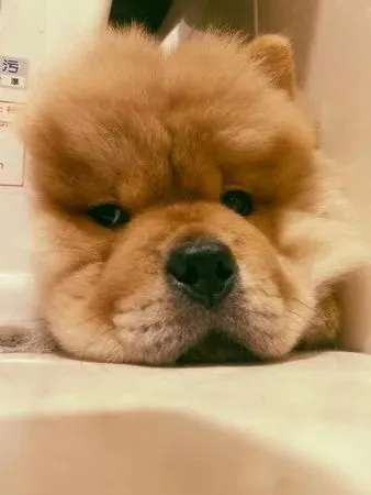 小松狮钻马桶后“把自己藏起来”，全身圆滚滚，肉饼脸萌翻网友