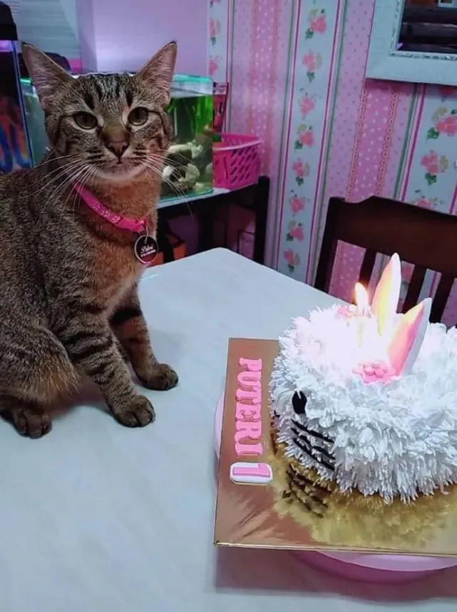 猫咪生日，铲屎官给猫咪特别准备的蛋糕