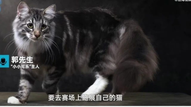 医学严谨性去哪儿了？猫做体检结果被绝育，宠物医院说是误操作不算事故