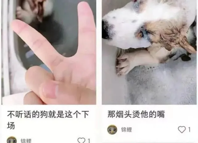 全网都在寻找洗衣机柯基！希望我们还来得及……