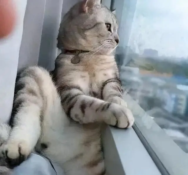 猫咪最喜欢待的5个地方，你知道吗？