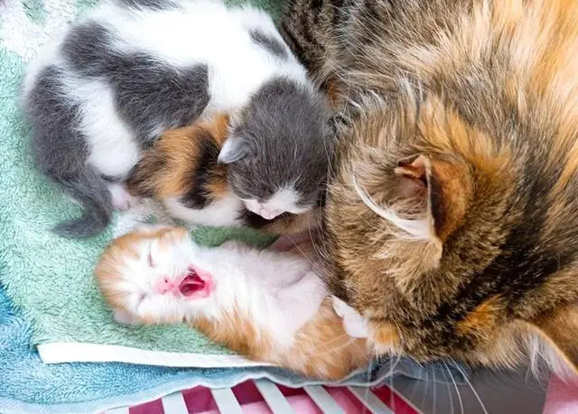 猫咪擅闯民居，当产房生下3猫，屋主得悉原因后，泪奔秒收养！