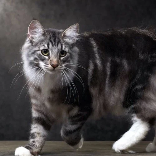 名贵猫王后代医院体检被误做绝育