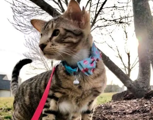 小猫咪天生4只耳朵被嫌弃，当有人领养后，变成了一个小天使