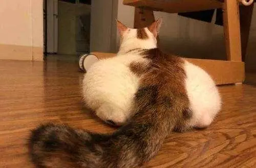 关于“长毛猫”和“短毛猫”的优缺点大分析！