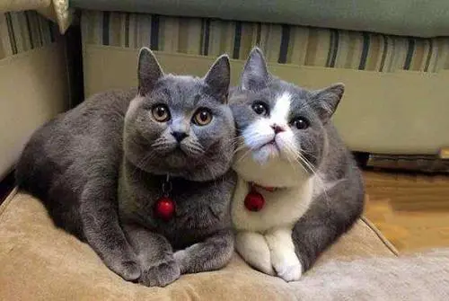有哪些便宜又好养的猫咪？以下6款总有一款适合你