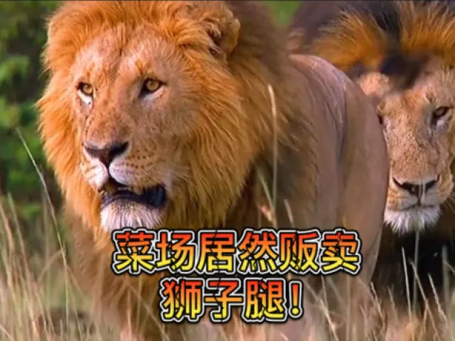 马戏团居然私自贩卖死狮，狮腿流入浙江菜场！