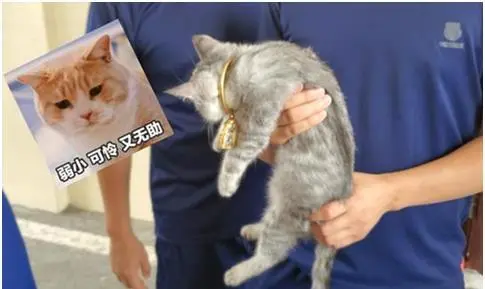 猫头被手镯卡住，消防员却发出灵魂拷问：“猫咪和金手镯哪个值钱”？