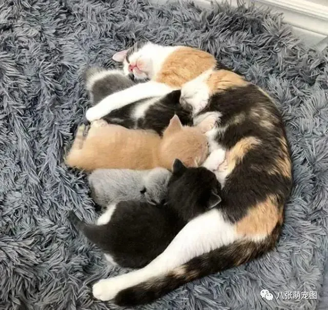 路边捡到银色小猫，有人说是只小狐狸，没想到，它长大后更奇特了