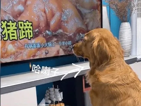金毛盯着电视里的猪蹄流口水，转身将爪搭在宠物猪身上，眼神亮了