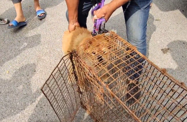 300块，陪伴自己4年的松狮犬卖狗贩，主人不舍，狗贩装，狗狗伤心不停望