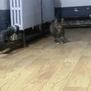 猫猫拉屎翻车，差点屎到淋头哈哈哈哈