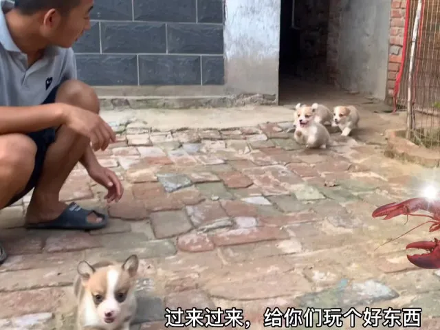 主人从河边捉了一盆龙虾让小奶狗玩，结果令主人大失所望