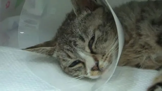 猫咪贪玩爬上8米高的大树，被困5天不敢下来，路人喊“跳下来”