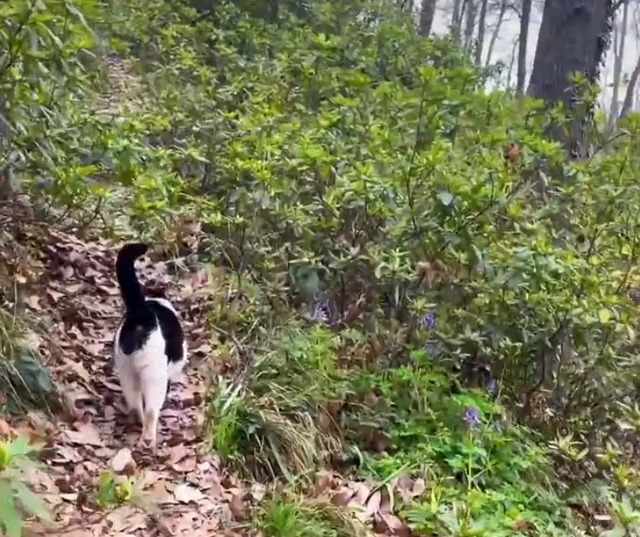 流浪公猫勇战情敌，保护自己老婆，这男友力，你们体会一下
