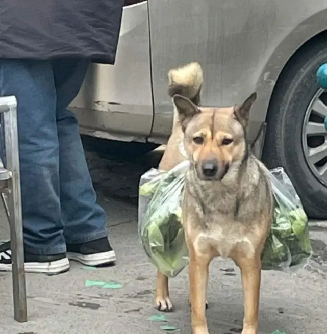 土狗每天陪着大爷买菜，从来不会到处乱跑：懂事得让人心疼