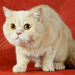 猫咪眼睛会得什么病？