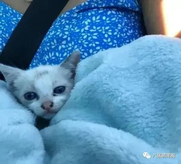 流浪小猫蹲守大街，女孩不愿收留，狗狗不乐意了，最终成为一家人