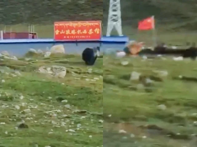 真的“熊”VS真的“狗”！棕熊偷吃被藏獒追着满山跑