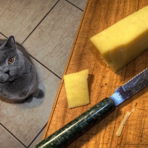 猫能吃奶酪吗？