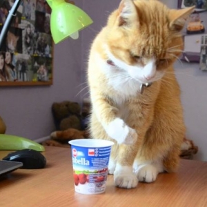 猫能喝酸奶吗？