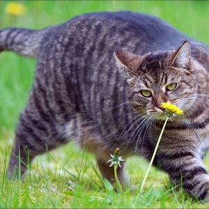 怎样让猫咪健康减肥?