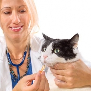 怎样给猫喂药片?