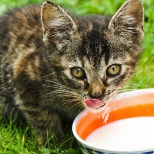 猫能喝不含乳糖的牛奶吗?