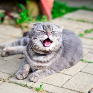 猫咪打喷嚏是啥原因?如何治疗?